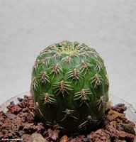 Sulcorebutia rauschii VZ 50a  