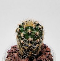 Gymnocalycium gertii VG 707