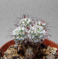 Mammillaria perezdelarosae 3