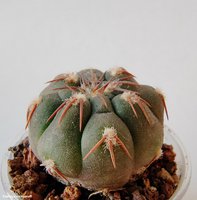 Gymnocalycium mucidum v. ferrari f. elegans WR 718