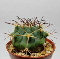 Gymnocalycium schickendantzii v.delaetii P55   