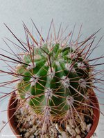 Acanthocalycium klimpelianum