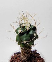 Turbinicarpus pseudomacrochele SB 1049  