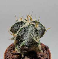 Astrophytum hybrid 15 (Ornatum)