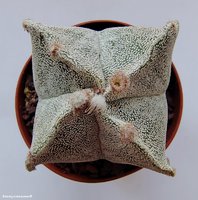 Astrophytum myriostigma quadricostatum (rusty areoles) 