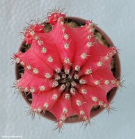 Gymnocalycium mihanovichii variegata 14