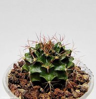 Gymnocalycium mihanovichii WK 1113 