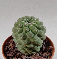 Copiapoa hypogaea WM 148