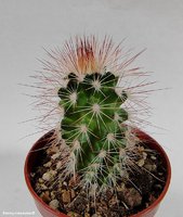 Echinocereus fobeanus HK 303