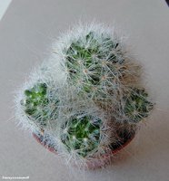 Mammillaria glasii L 1186  