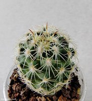 Coryphantha pallida SB 568 