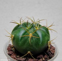 Gymnocalycium eurypleurum P 434