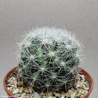 Mammillaria candida var. rosea (Mammilloydia candida f. rosea)