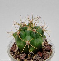 Gymnocalycium saglione P 26 (Желтая колючка)