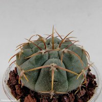 Gymnocalycium vatteri