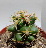 Thelocactus heterochromus                                         