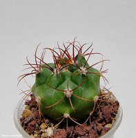 Gymnocalycium saglione P 26 ( Красная колючка)