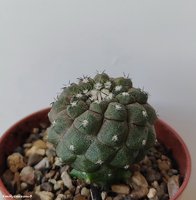 Copiapoa hypogaea cv. Lizard Skin           