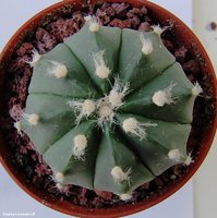 Astrophytum asterias f. Nudum