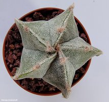 Astrophytum myriostigma (rusty areoles) 