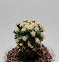 Pediocactus  knowltonii 3