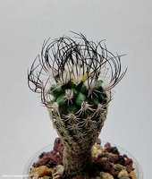 Turbinicarpus krainzianus v. lausseri MZ 571  