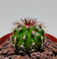 Discocactus insignis HU 347