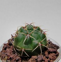 Gymnocalycium baldianum VG 563