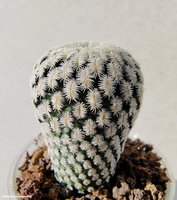 Mammillaria pectinifera (Solisia pectinata)