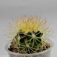 Discocactus araneispinus MH 733  