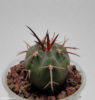 Gymnocalycium spegazzinii v. Horizonthalonium  VS 107