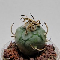 Turbinicarpus polaskii                                 