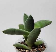 Crassula falcata 2