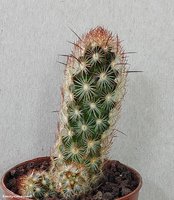 Mammillaria Elongata Red