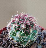 Thelocactus bicolor PAN 194