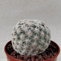 Mammillaria herrerae 1                                        