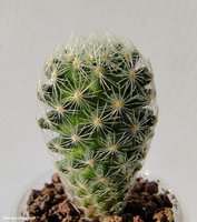 Mammillaria giselae  ML 677