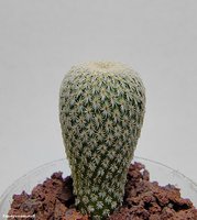 Еpithelantha neomexicana