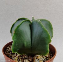 Astrophytum myriostigma f. Nudum