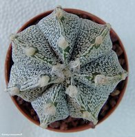 Astrophytum CAPxSK сv 'SNOW' 2