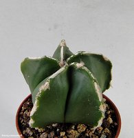 Astrophytum hybrid 5 ('Fukuryu Rokkotsu' white rib)