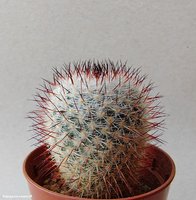 Mammillaria elegans v.Teyuca Rep 956 