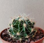 Hamatocactus