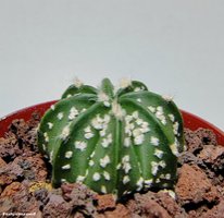 Astrophytum CAPxSK 4