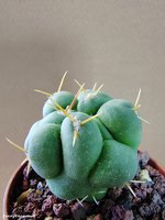 Thelocactus hexaedrophorus CSD 118  