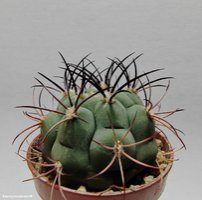 Gymnocalycium saglione VG 163  