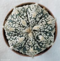 Astrophytum CAPxSK сv 'SNOW' 1