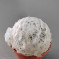 Mammillaria plumosa