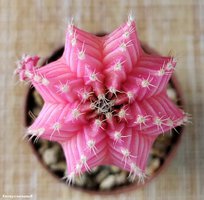 Gymnocalycium mihanovichii variegata 1