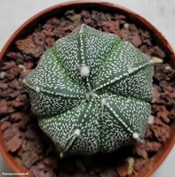 Astrophytum  сv 5ribs 1